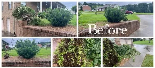 Overgrown hedges and ivy on a brick-wall property before trimming — East Tennessee